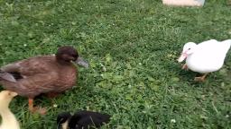 Duck Adopts Ducklings!