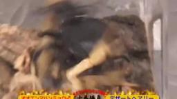 Japanese Bug Fights: Manticora Tiger Beetle vs. Desert Hairy Scorpion (S02E26)