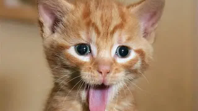10 FUNNY cat pictures!!! 10 FUNNY cat pictures!!!