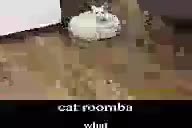 cat roomba