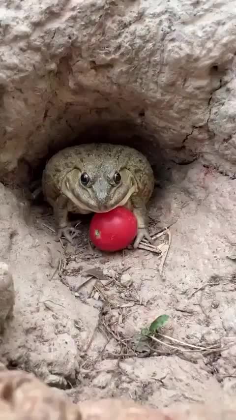 Frog Video - Dont Touch