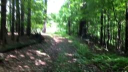 abandoned cars in the woods