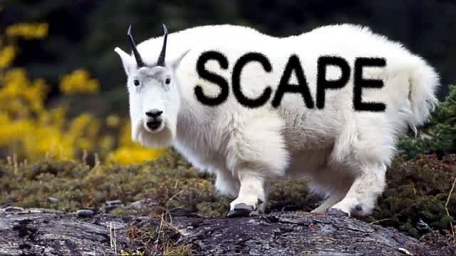 Scapegoats