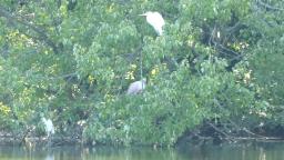 SPOONBILL ON LONG ISLAND