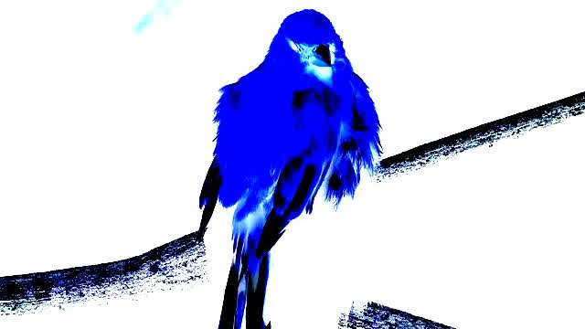 canary (original song)