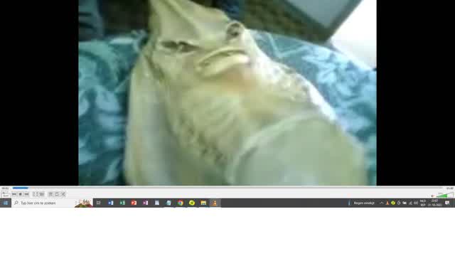 mermaid-sirene-in-french.mp4