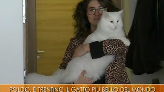 poldo il gatto più bello del mondo vive in trentino