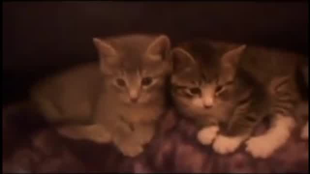 kittens