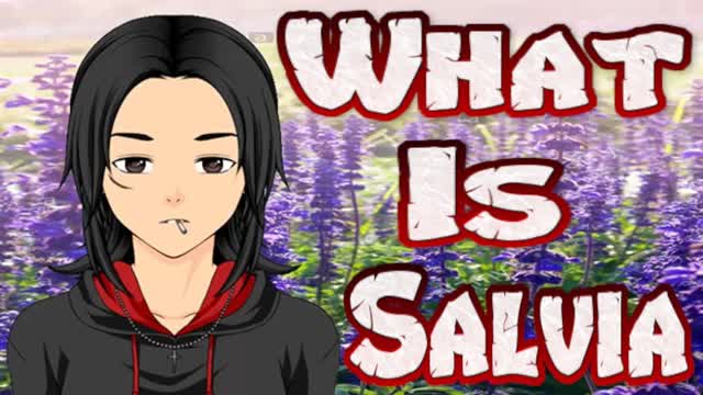 What Is Salvia Divinorum?