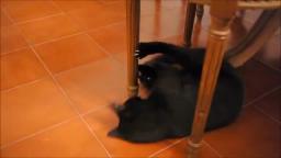 CAT PWNING A CHAIR