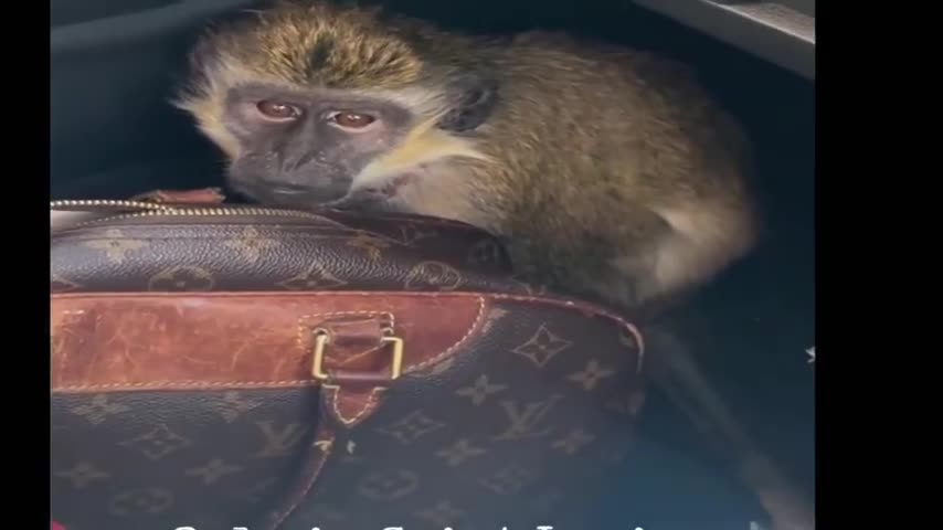 Strange Videos That Have Me Extremely Puzzled