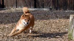 7 Dog Run Ideas That Are Safe and Fun for Any Breed