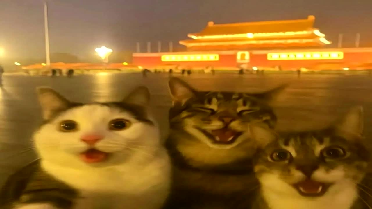 Eels - Your Lucky Day In Hell