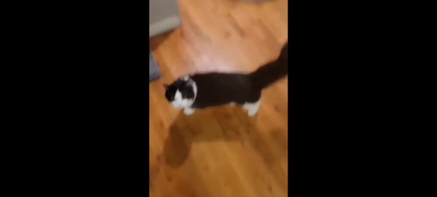 cat does a flip