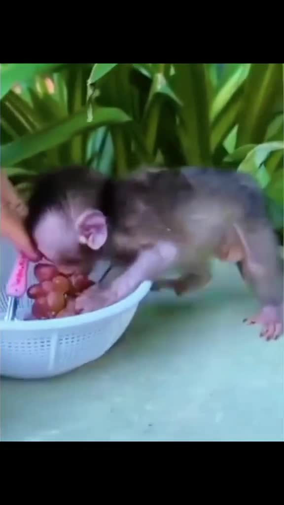 baby monke tweaking