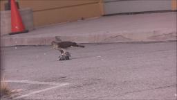Hawk Eating Pigeon