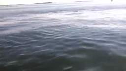 Boston Fisherman Freaks Out About Fish