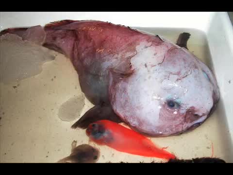sea creatures found after tsunami