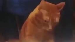 cat playing piano really fast!! 0-0 cat playing piano really fast!! 0-0