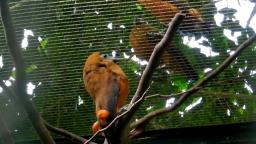 Kapuzinervogel im Vogelpark 🐦