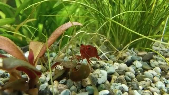 Neocaridina Red- and Orange Fire Shrimps in my 180 aquarium/48 gallon tank