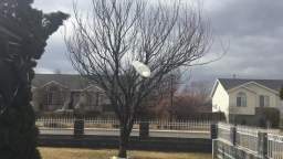 Plastic bag stuck in a tree - Recorded on March 15, 2022, at 3:23PM MT