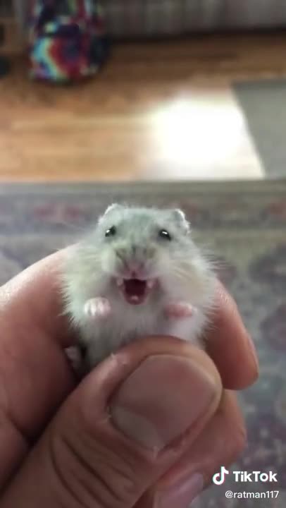 Goofy Ahh Hamster
