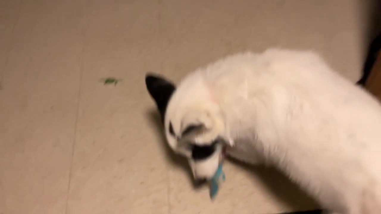 Found An Old Video Of My Dog!