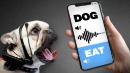 Gadget That Translates Animal Language