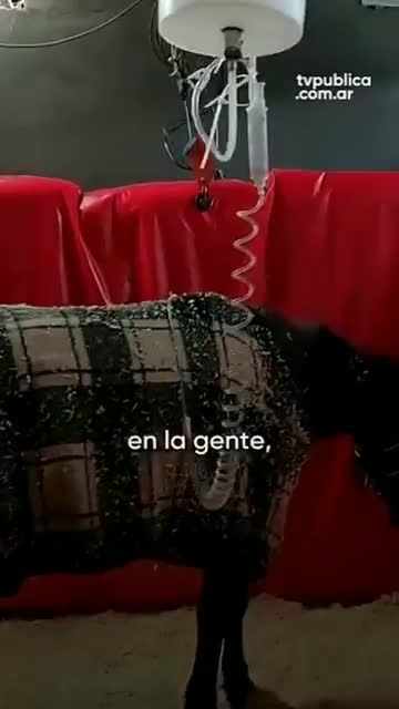 La Fundación que Necesita Tu AYUDA Para No DESAPARECER #umamusume#short #shortviral La Fundación que Necesita Tu AYUDA Para No DESAPARECER #umamusume#short #shortviral