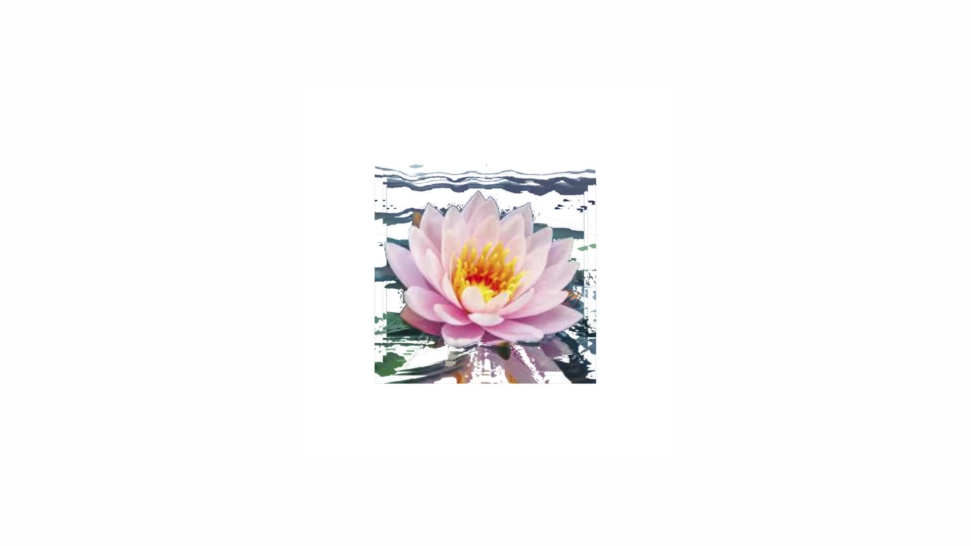 FLORAFAUNA