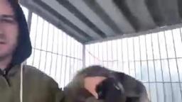 Lobo gigante en Canadá