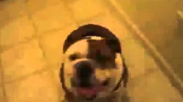 hurr durr dog