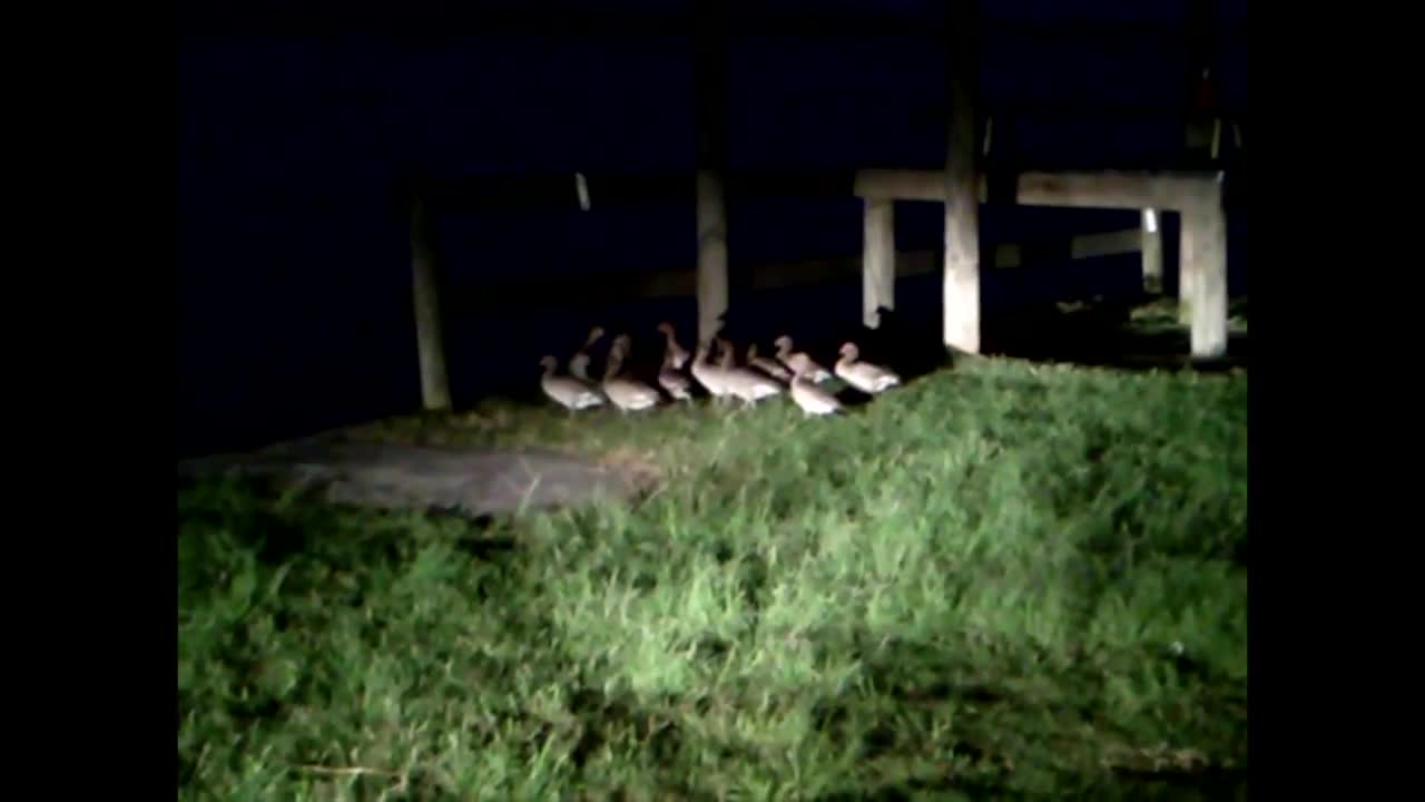 MarginalMedia el "PDF", la prueba definitiva (Narrado por el Mismisimo).