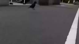 This Raven Bounds And Bounces To Music Click On This Video To Watch The Aforementioned