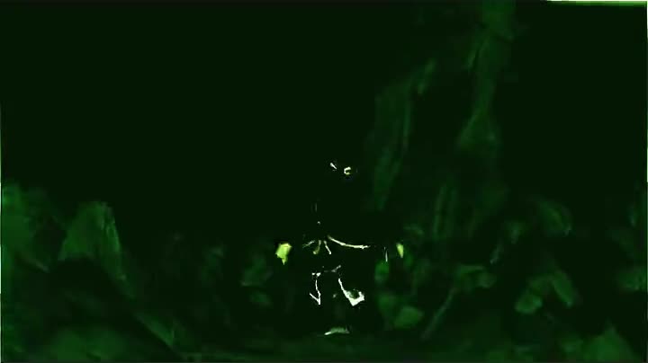 szalone szachy szympansa szymona