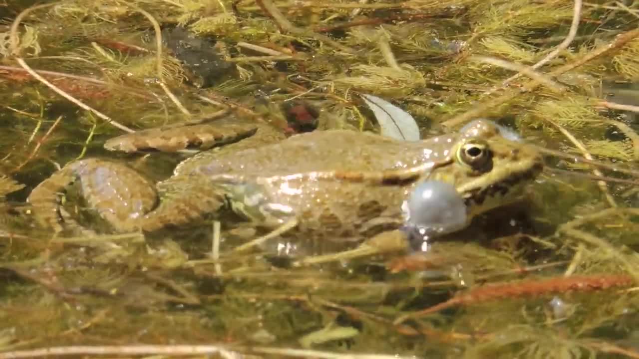 Frogs in the Salzachsee, May