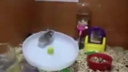 hamsterspin