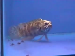 Plesiops corallicola - Japanese strange fish