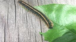 Caterpillar Eats Leaf