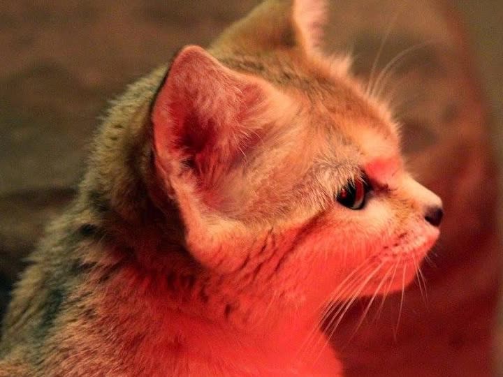 mcalien parody ads preview - HOLIDAY RADIO mcalien parody ads preview - HOLIDAY RADIO