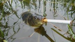 fish smokes smokes