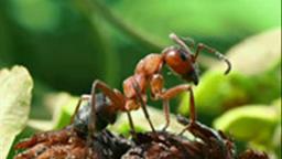 la charla de hormiga y el humano