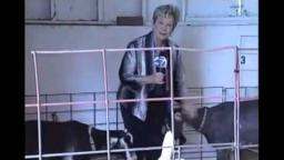 Goat attacks news lady