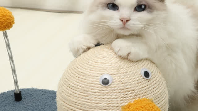 are you ready to Cute duck cat catching ball ? heres how