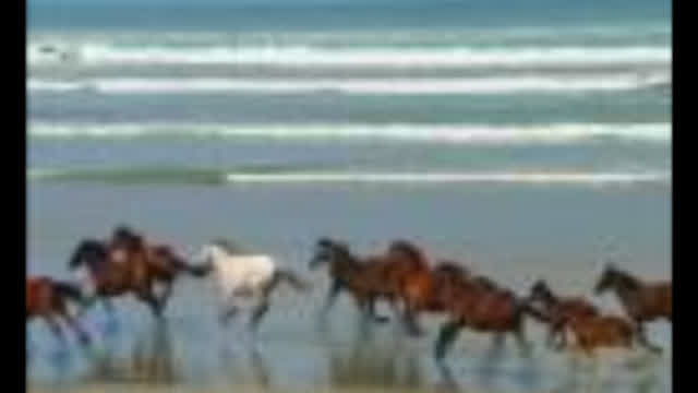 YTP Wildlife