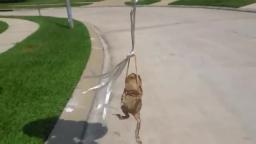 Vlog 2: i take my dog for walk