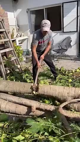 Árbol de Papaya