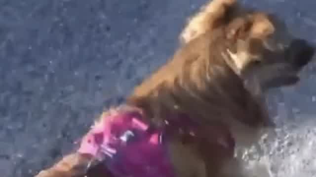 My dog