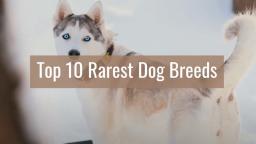 Top 10 Rarest Dog Breeds